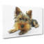 Yorkshire Terrier Dog - Wrapped Canvas-55319852
