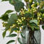 Lifelike Seed Pod Needle Leaf & Silver Dollar Eucalyptus, Smilax & Pepperberry Everyday Greenery Water Illusion Arrangement in Smoke Glass Vase