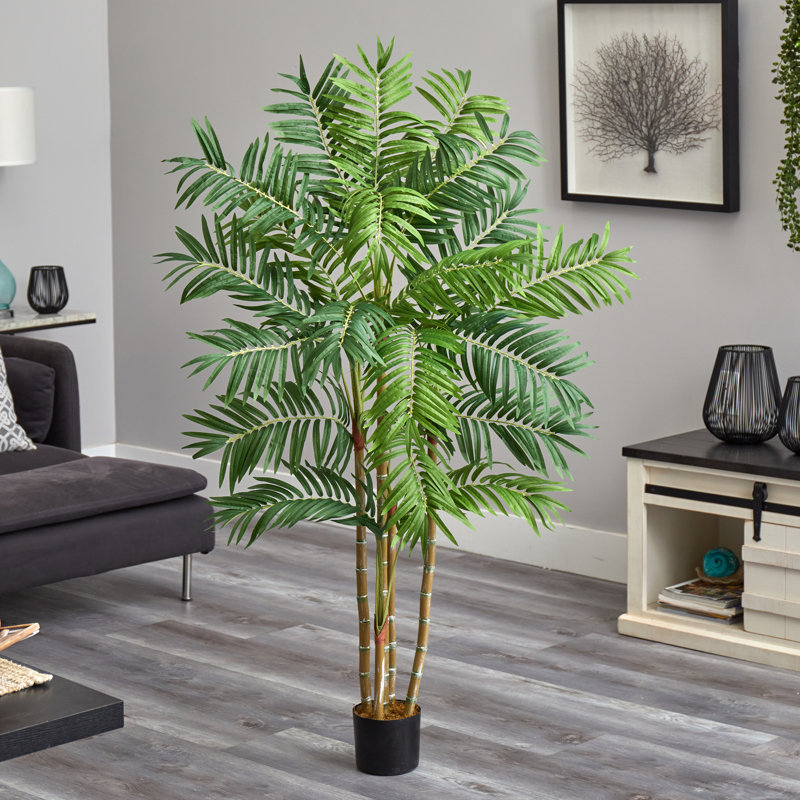 5 pi. Palmier Areca
