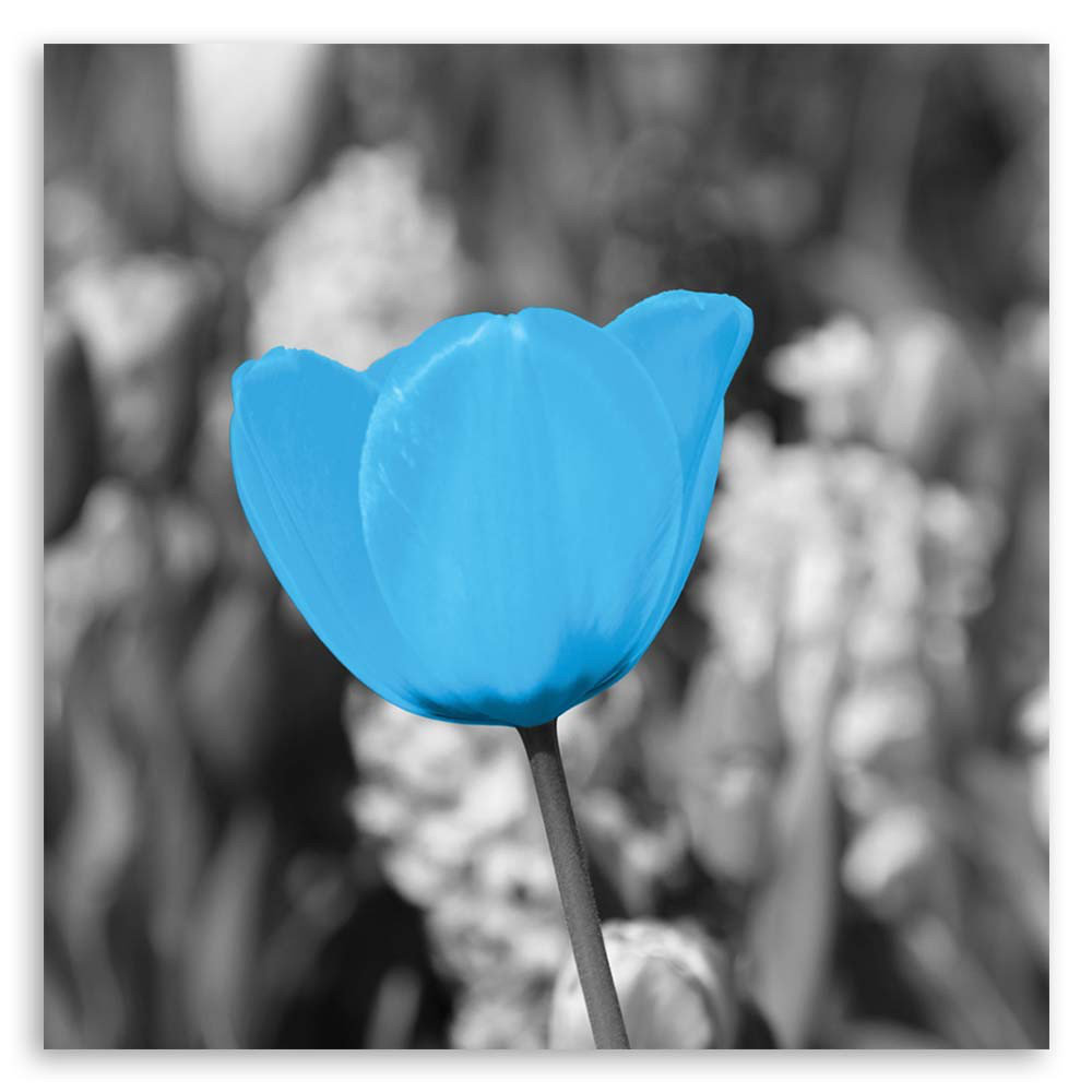 Leinwandbild Blue tulip