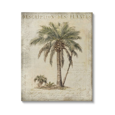 «Vintage Palm Tree Study on Canvas» par Andrea Haase, reproduction