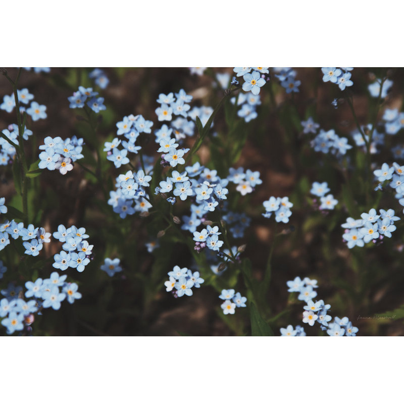 Forget Me Nots I, H 8 po x l 12 po, Toile tendue, Non
