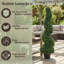 Plante topiaire en buis Darby Home Co