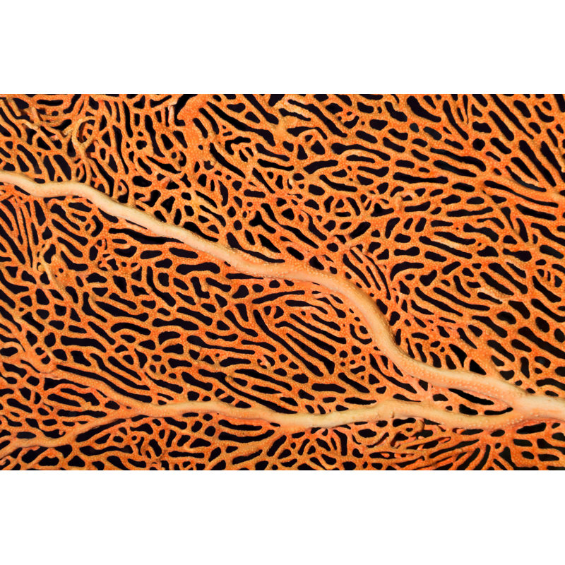 Beautiful Gorgonian - Wrapped Canvas Print, 30cm H x 46cm W x 3.8cm D