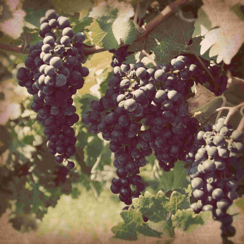 Vignes rétro III, H 36 po x l 36 po