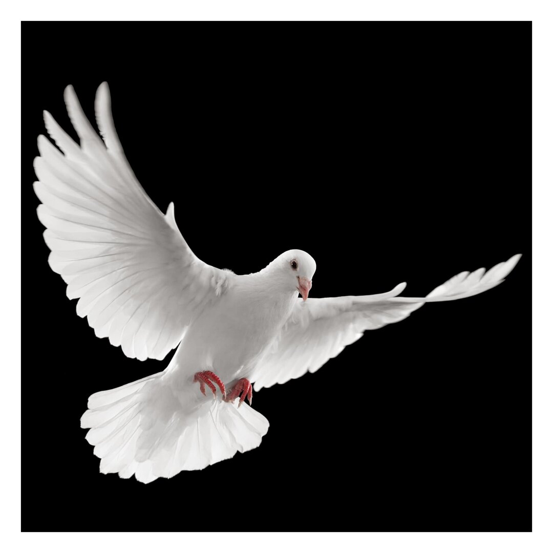 Strukturierte Tapete Peace Dove 2,4 m x 240 cm