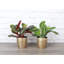 Live Prayer Plant Set in Classic Pots-78391162