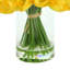 White Tulips Arranged in Glass Vase-1235766615