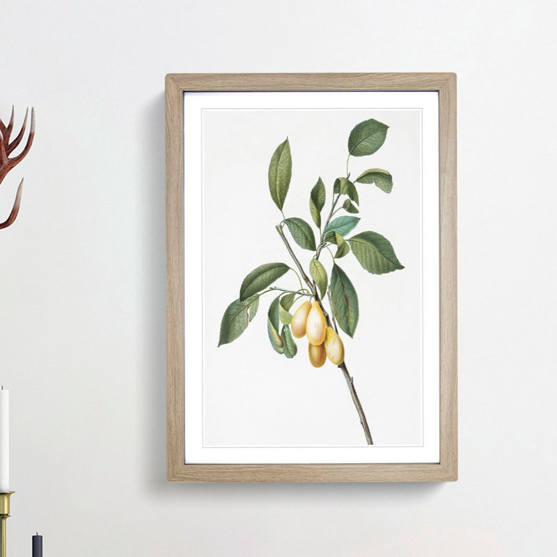 Plums Upon the Tree by Giorgio Gallesio - Picture Frame Painting Print, Oak Framed, 36cm H x 27cm W x 2cm D
