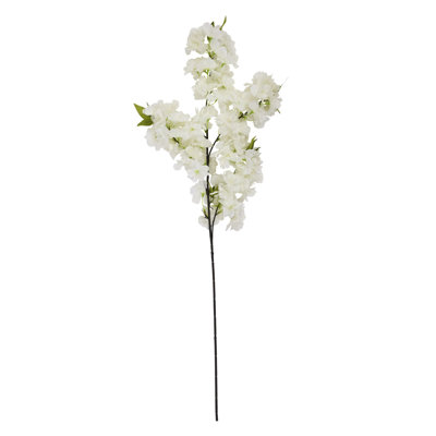 Anastasija Arrangement
