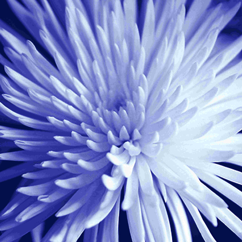«Purple Chrysanthemum» - Photographie sur toile tendue, H 12 po x l 12 po