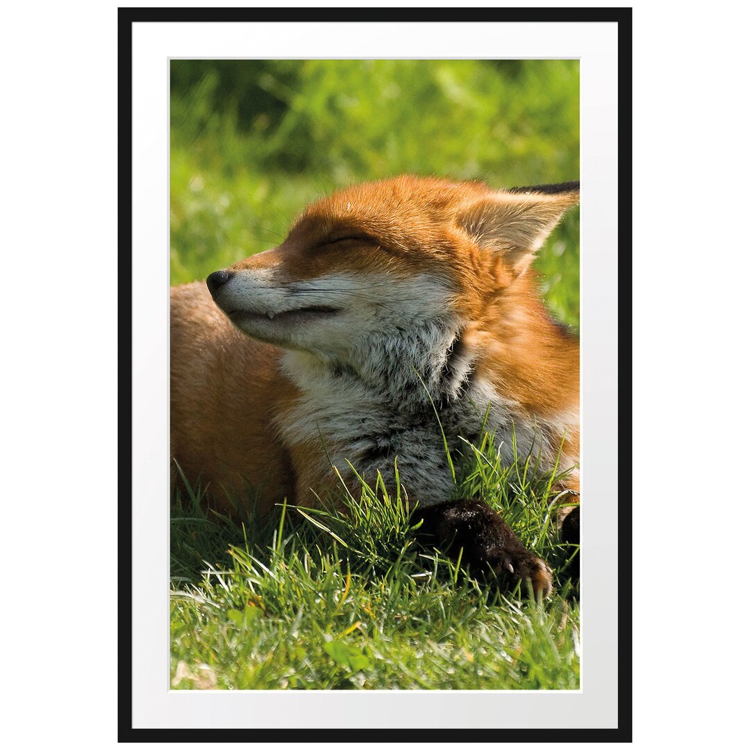 Gerahmtes Poster Fuchs im Gras