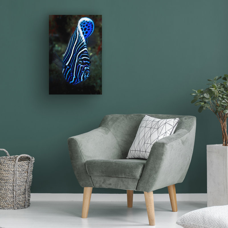 Art sur toile «bolathieu Gabriel empereur angelfish», H 19 po x l 12 po