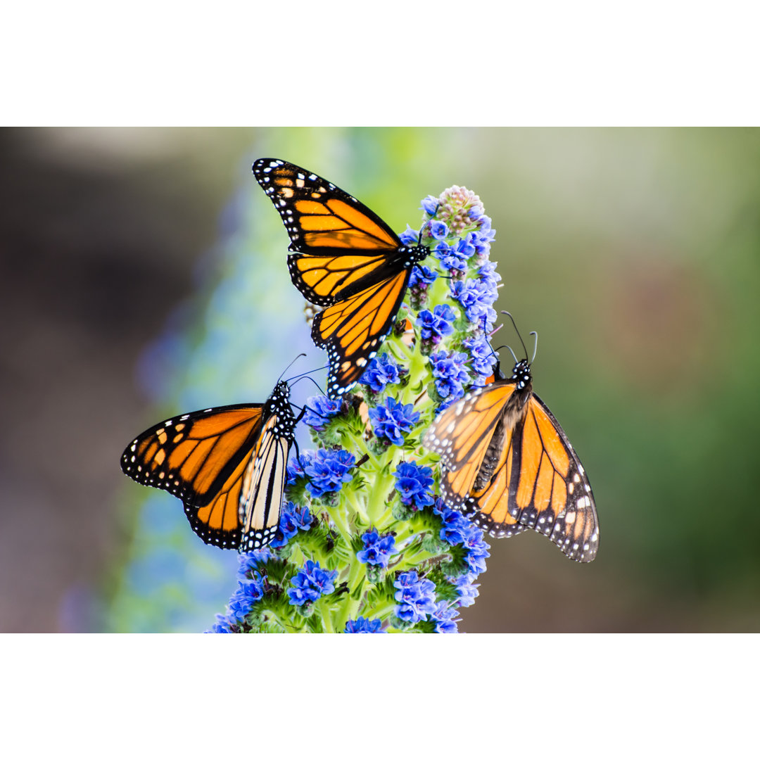 Trio Of Monarch Butterfly von Ehughes - Kunstdrucke auf Leinwand