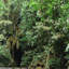 Jungle - Print on Canvas-523580363-523580357