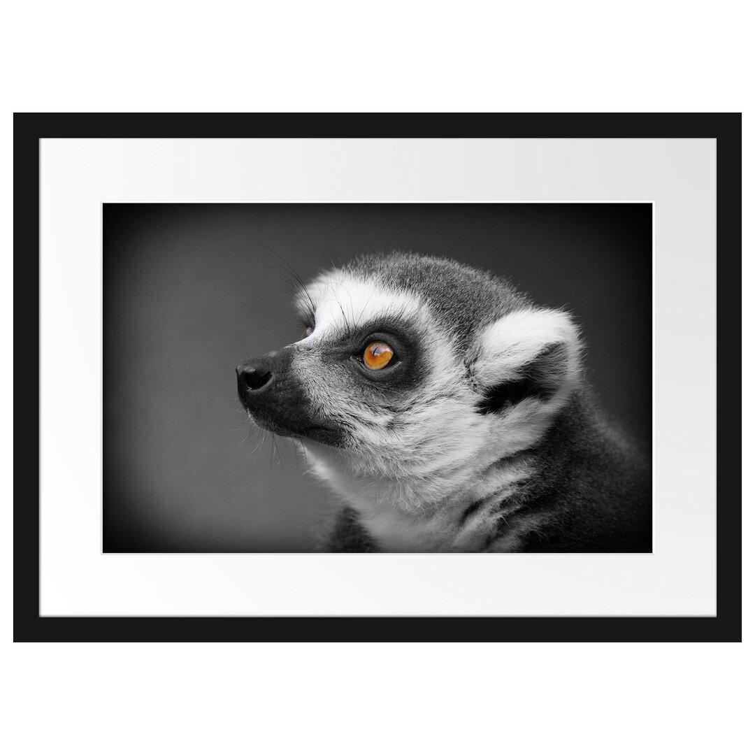 Wunderschöner, wacher Ringelschwanzlemur Gerahmtes Kunstdruck Poster