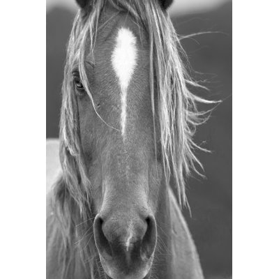 Close Up - Wrapped Canvas Print