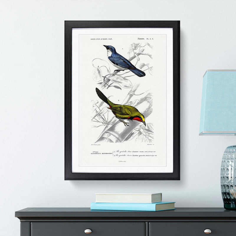 Bird Illustrations PL. 2A by Charles d Orbigny - Framed Print, Black Framed, 45cm H x 33cm W x 2cm D