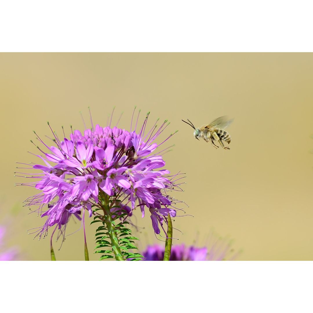 Long Horned Bee von Kojihirano - Kunstdrucke auf Leinwand