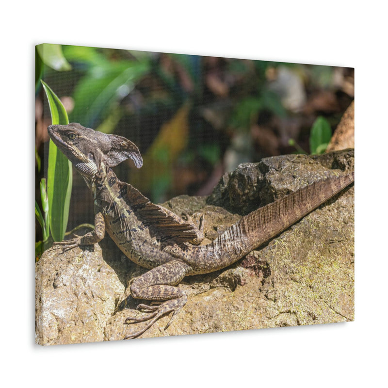 No Frame Print on Canvas, 30.48cm H x 45.72cm W