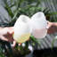 Tasses en silicone flexibles d'aération en transparent
