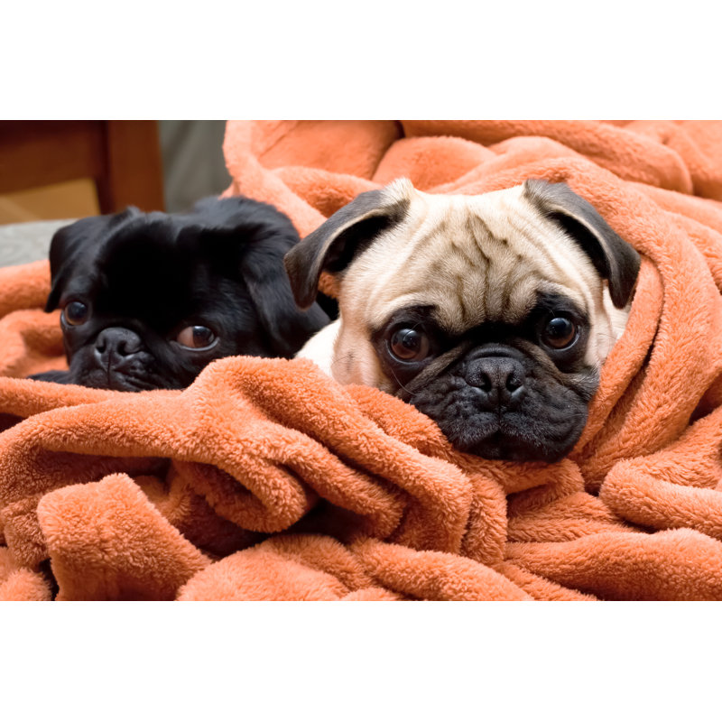 Cozy Pugs - Photographie sur toile tendue, H 8 po x l 12 po x P 1,25 po