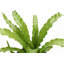 Live Victoria Bird's Nest Fern Plant