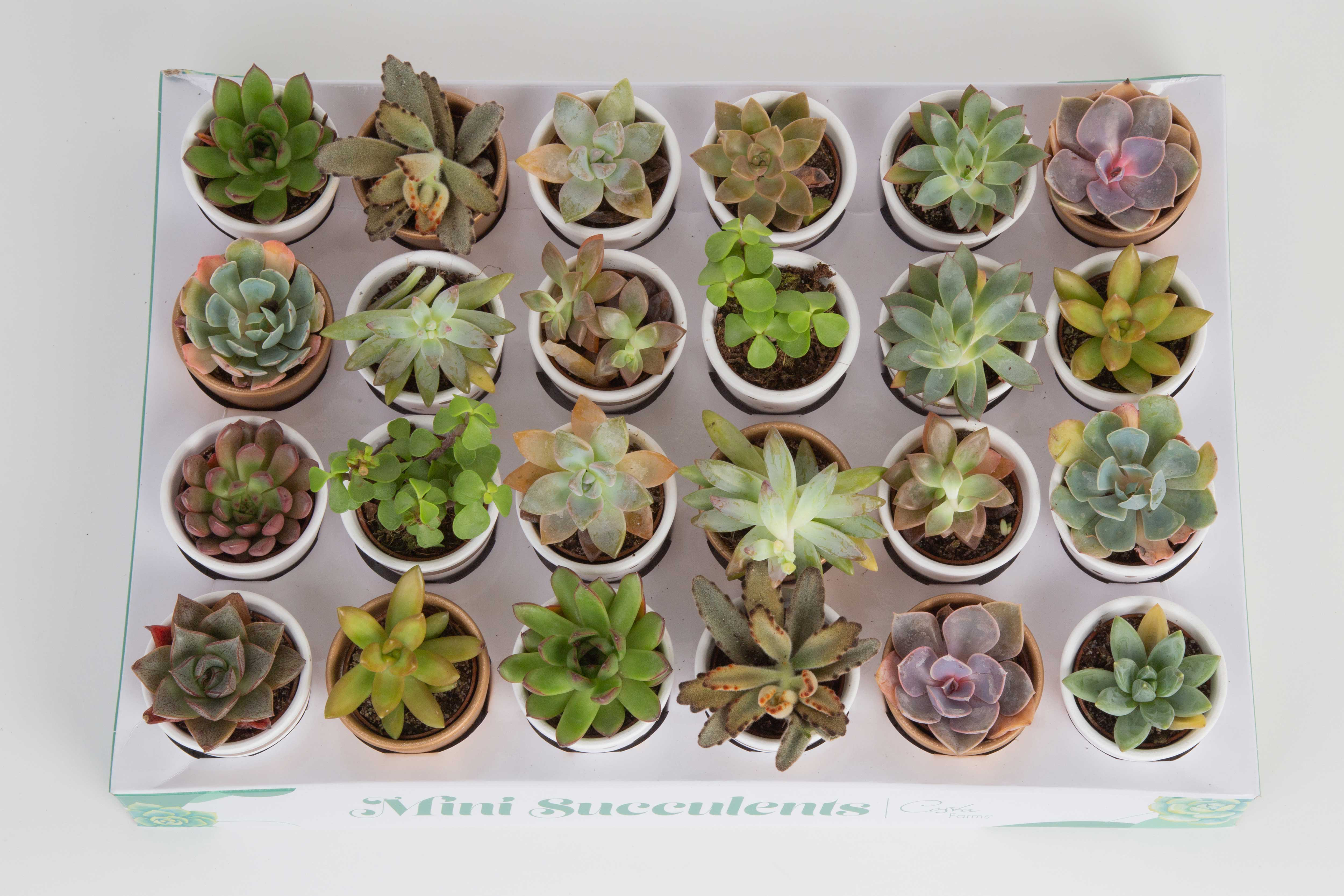 https://assets.wfcdn.com/im/44511023/compr-r85/2599/259913611/24-piece-costa-farms-live-mini-succulent-low-maintenance-plant-in-ceramic-planterck.jpg