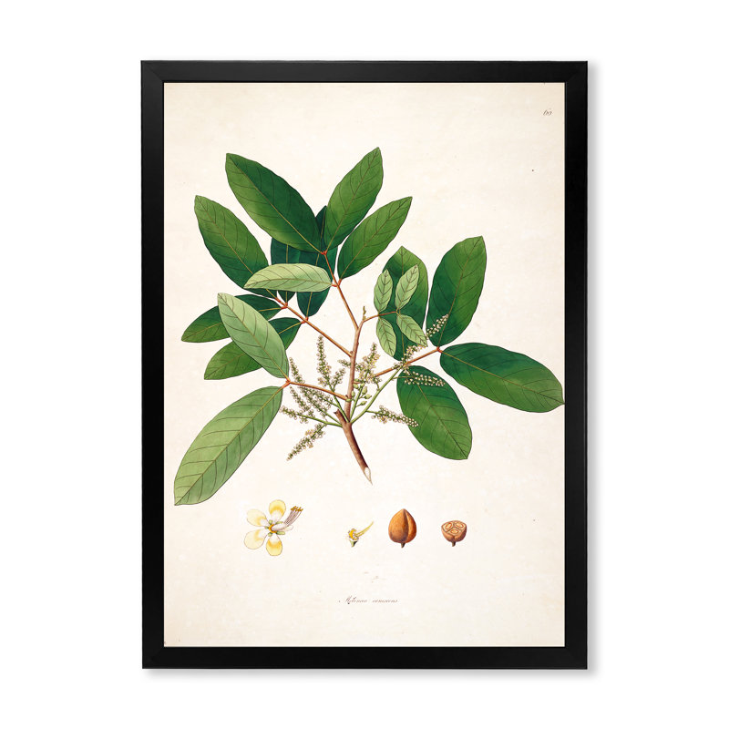 Vintage Botanicals II - peinture sur toile, H 32 po x l 16 po x P 1 po, Cadre photo noir