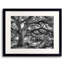 The Century Oak Print by Scott Norris-1454126862