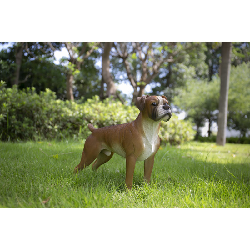 Boxer Dog Standing