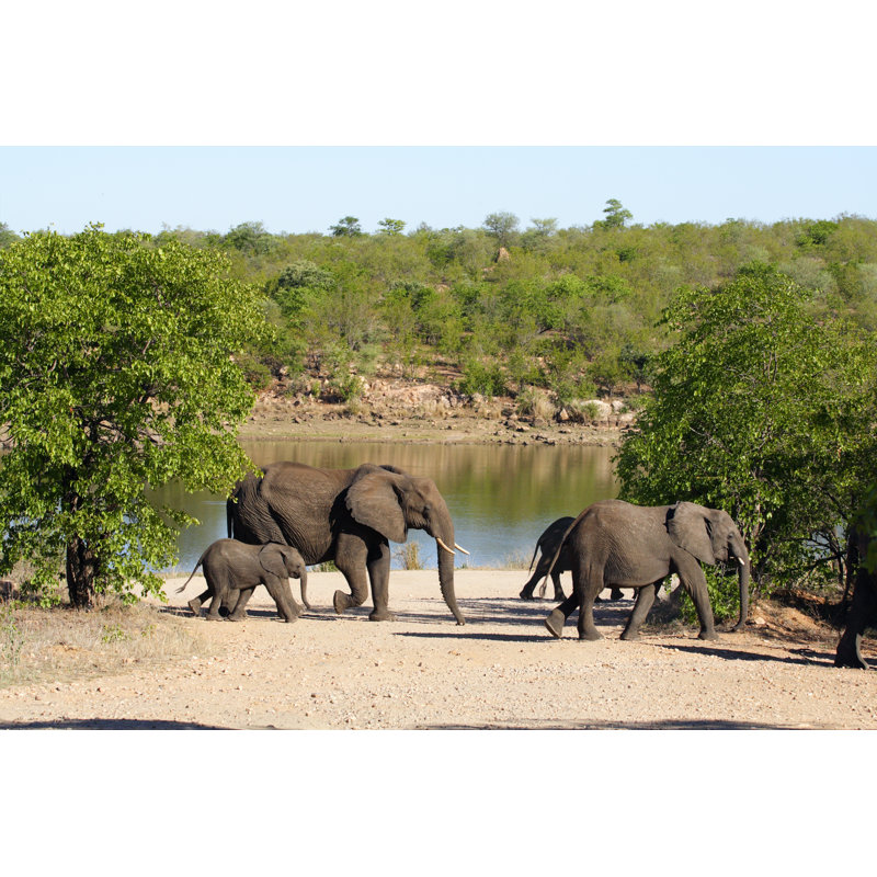 Small Herd Of Elephants by Bucky_za - Wrapped Canvas Print, 30cm H x 46cm W x 3.8cm D
