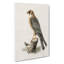 Red-Footed Falcon by Von Wright - Wrapped Canvas Print-55341911
