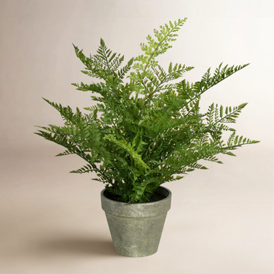19" Fern Plant in Pot