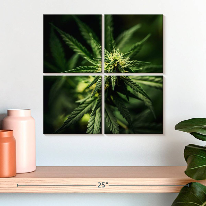Marijuana fraîchement fleurie