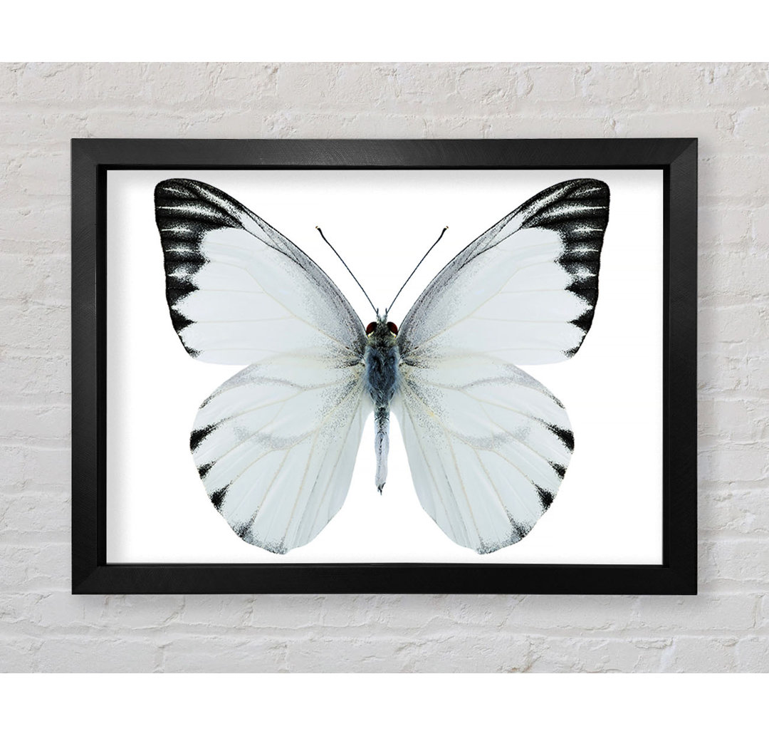 Black Tipped Butterfly Wings - Einzelner Bilderrahmen Kunstdrucke