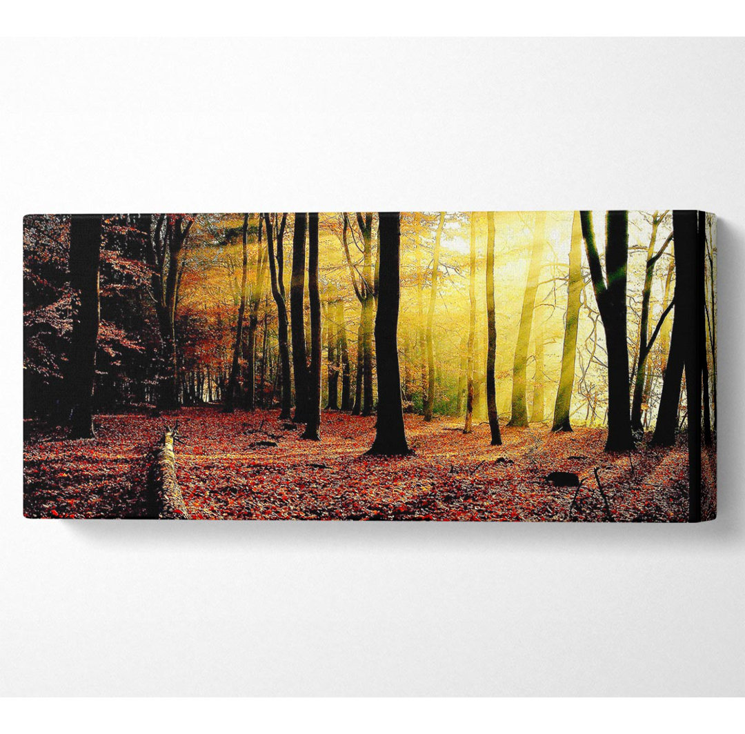 Sonnenlicht durch die Bäume im Wald - Panorama-Leinwand Kunstdrucke