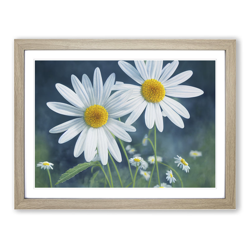 Pretty Daisy Flowers - Framed Print, 34cm H x 46cm W x 2cm D, Oak Framed
