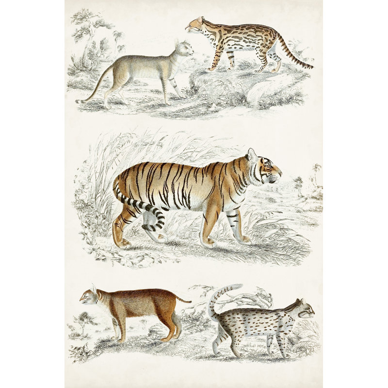 Journal Of Natural History II by Georges Cuvier - Wrapped Canvas Painting, 76cm H x 51cm W x 3.8cm D