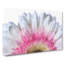 Petals Of A Pink And White Gerbera - Wrapped Canvas Painting-56638437