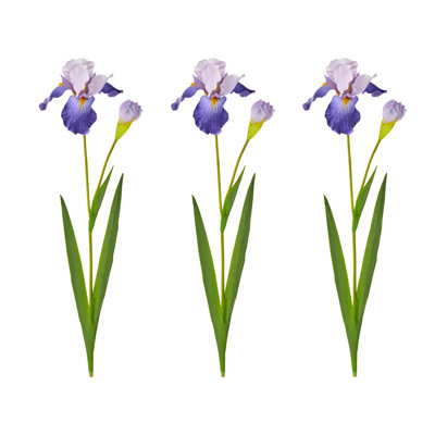 Iris barbu + bourgeon 37 po 