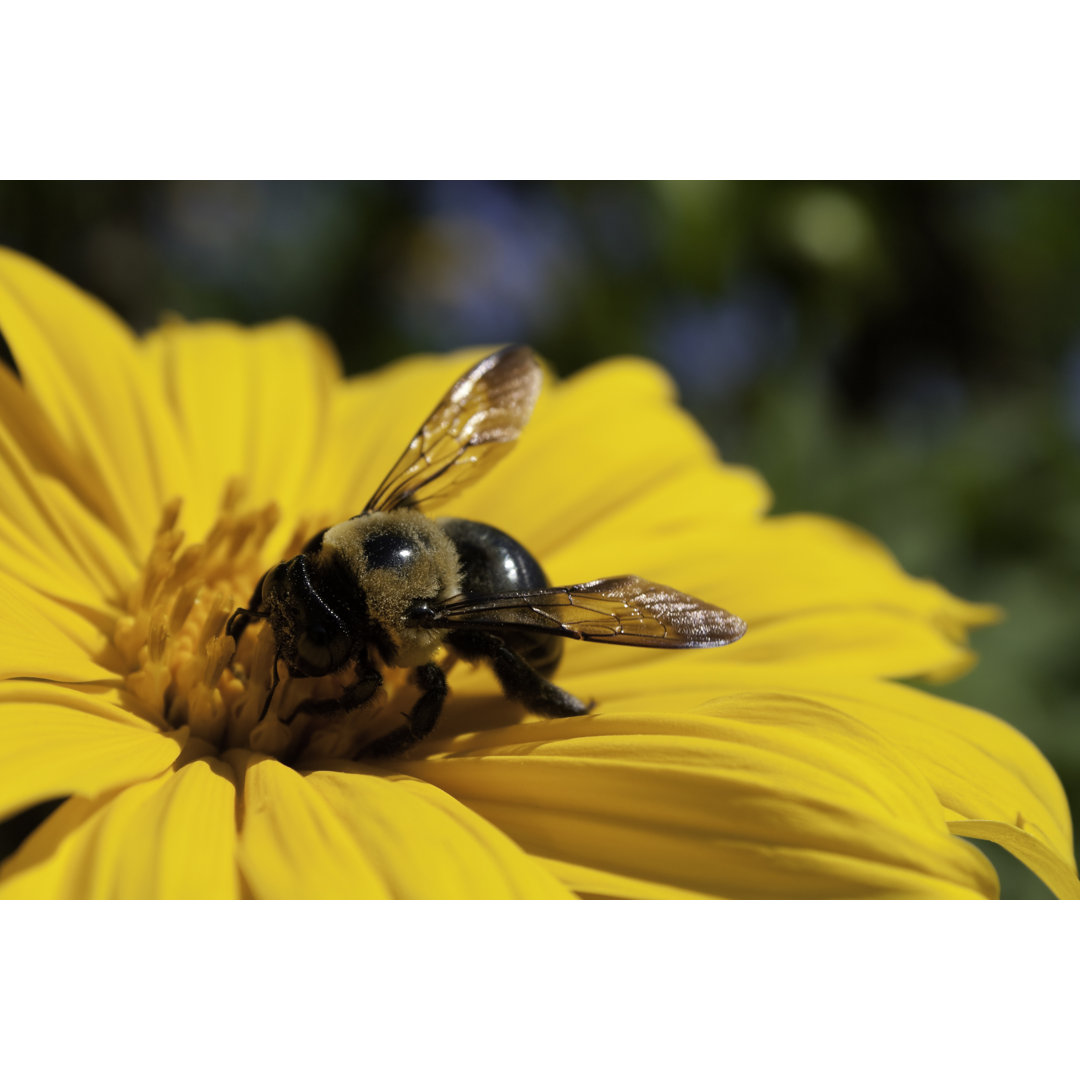 Bienenbestäubende Ringelblume von Douglascraig - Drucken