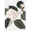 Blanc botanique I-1283718703-1293950173-1293950174
