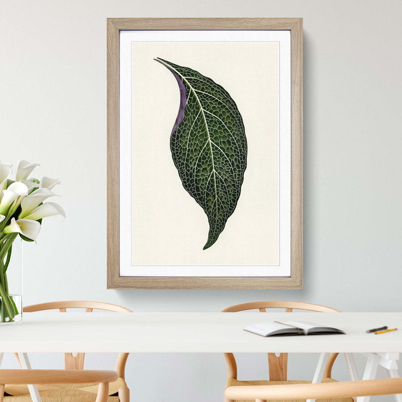 Adelaster Albivenis Plant Leaf by Benjamin Fawcett - Picture Frame Painting Print, 36cm H x 27cm W x 2cm D, Oak Framed