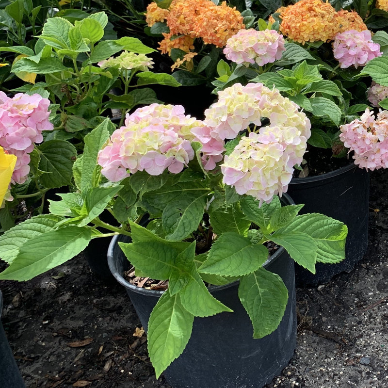 OnlinePlantCenter Live Shrub Plant in Nursery Pot