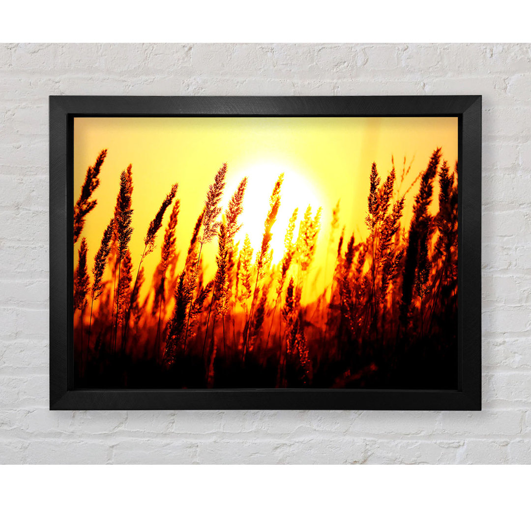 Beautiful Sun Rise Reeds - Einzelner Bilderrahmen Kunstdrucke