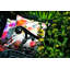 Cho Floral Square Cushion Cover-17269953