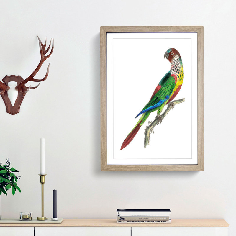 Parakeet by George Shaw - Framed Print, 36cm H x 27cm W x 2cm D, Oak Framed