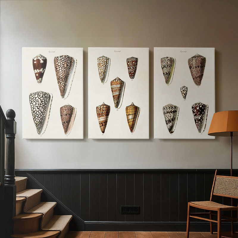 Cone Shell Collection I - Toile tendue avec châssis sur mesure - 3 pièces