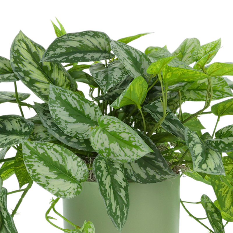Scindapsus en pot en céramique